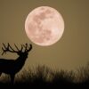 July 2025 Full Moon in Capricorn