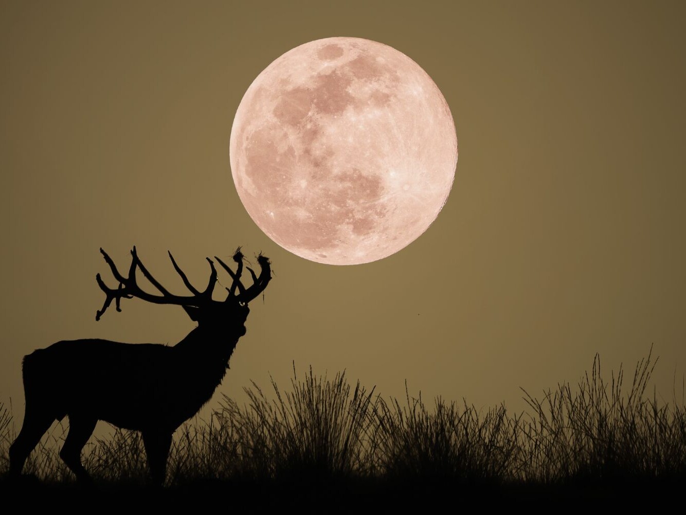 Cosmoplanner July 2025 Full Moon in Capricorn