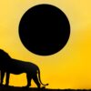 July 2025 New Moon in Leo