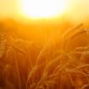Lammas 2025