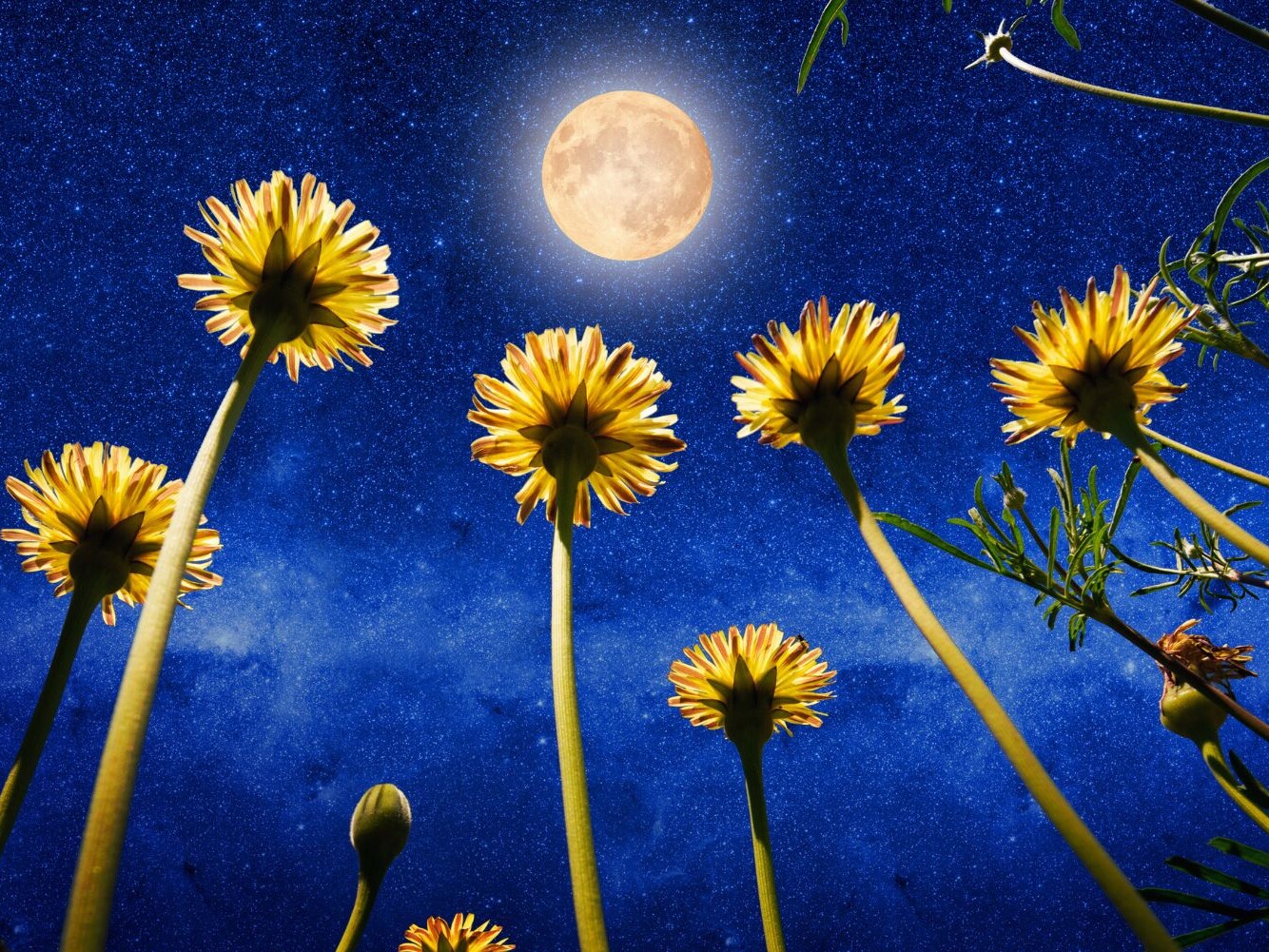 Cosmoplanner October 2026 Full Moon in Taurus